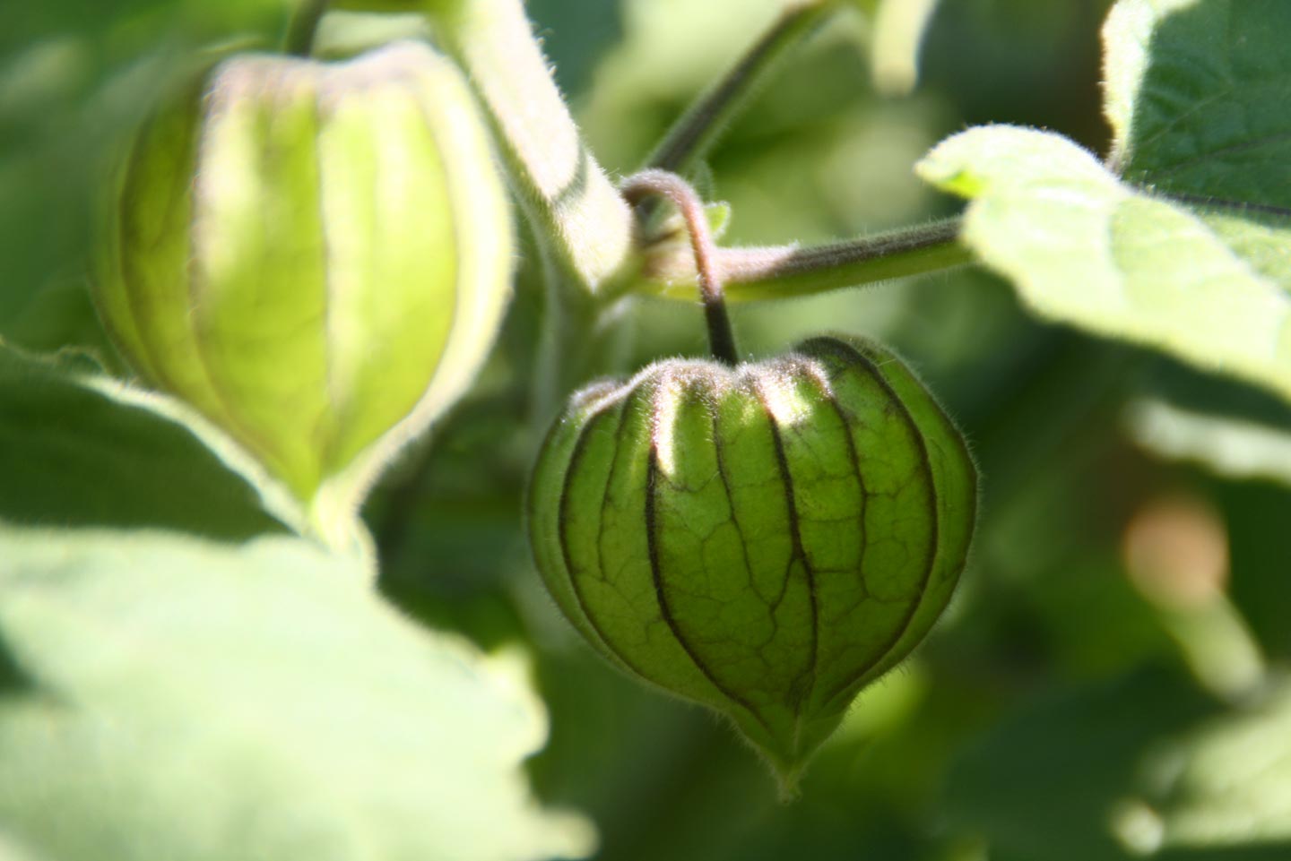 Bild zur Auflockerung der Infoseite Krisenintervention im Unternehmen - Dr. Eva Zwittnig - Psychologin